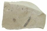 Fossil Catkin (Flower Cluster) - Green River Formation, Utah #215615-1